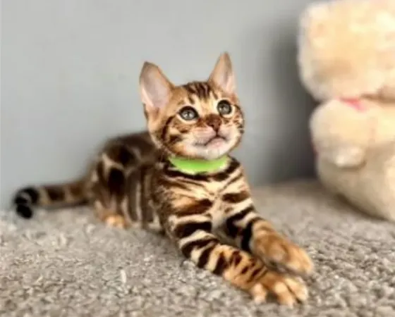 Bengal kitten Tbilisi