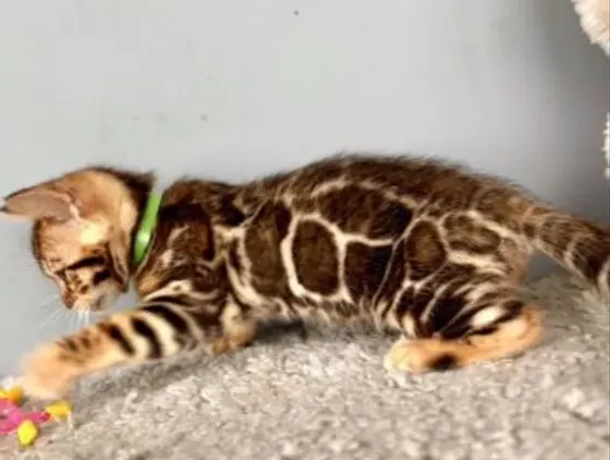 Bengal kitten Tbilisi