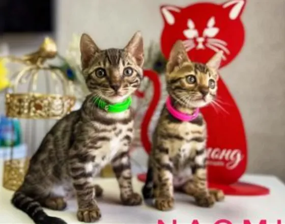 Beautiful 2 month old Bengal kittens for sale Tbilisi