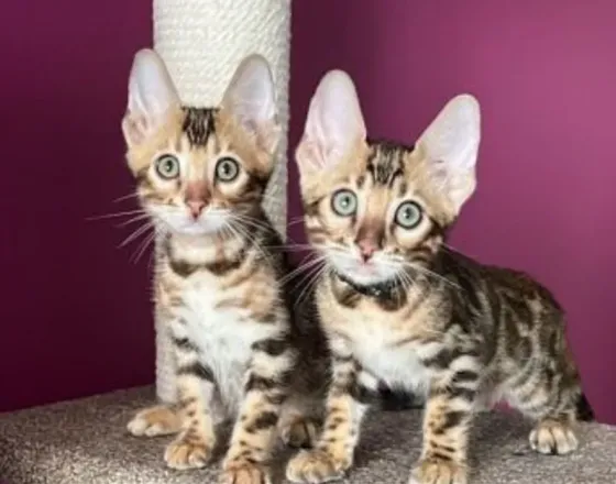 Beautiful 2 month old Bengal kittens for sale Tbilisi