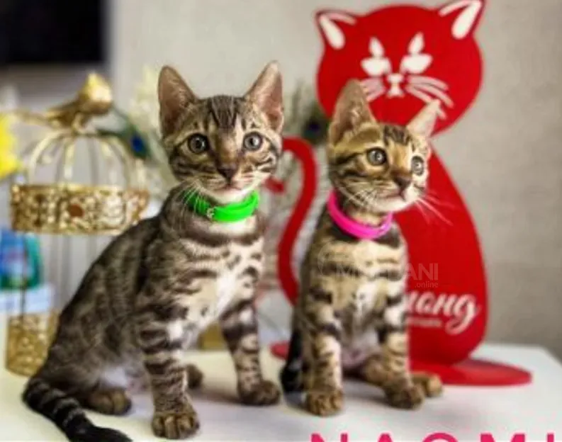 Იყიდება 2 თვის ულამაზესი ბენგალური კნუტები თბილისი - photo 3