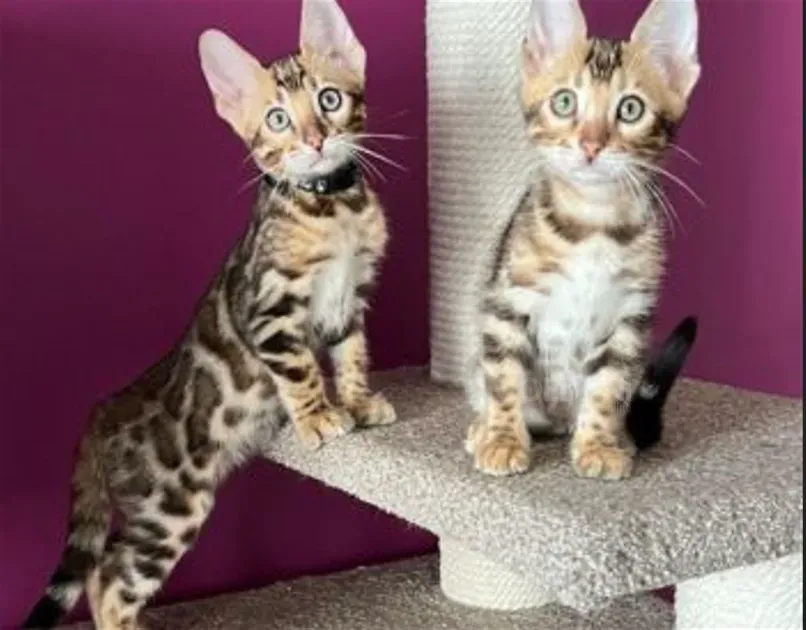 Იყიდება 2 თვის ულამაზესი ბენგალური კნუტები თბილისი - photo 2