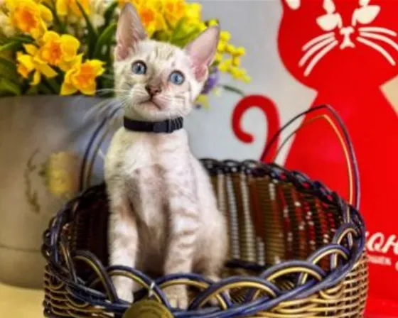 Beautiful Bengal kitten for sale Tbilisi