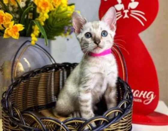 Beautiful Bengal kitten for sale Tbilisi