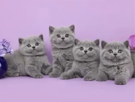 British kittens Tbilisi