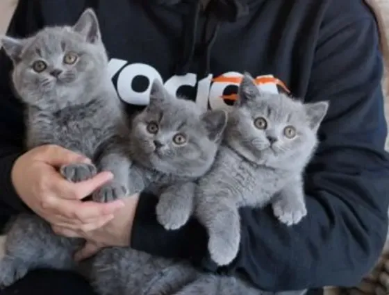 British kittens Tbilisi