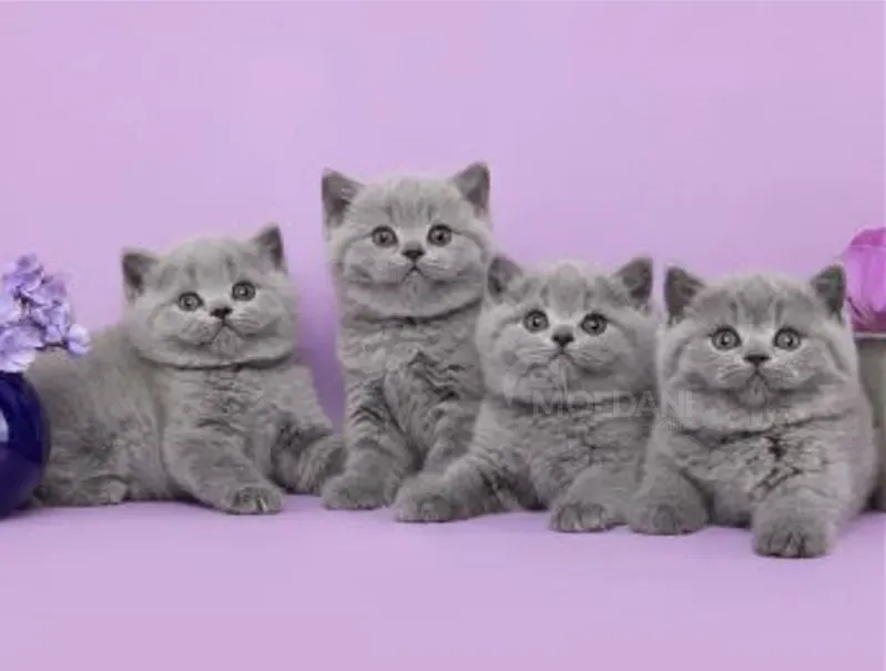 British kittens Tbilisi - photo 1