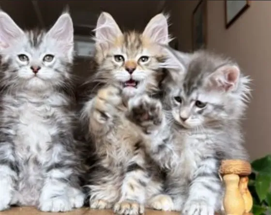 Maine Coon kittens Tbilisi