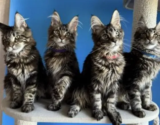 Maine Coon kittens Tbilisi