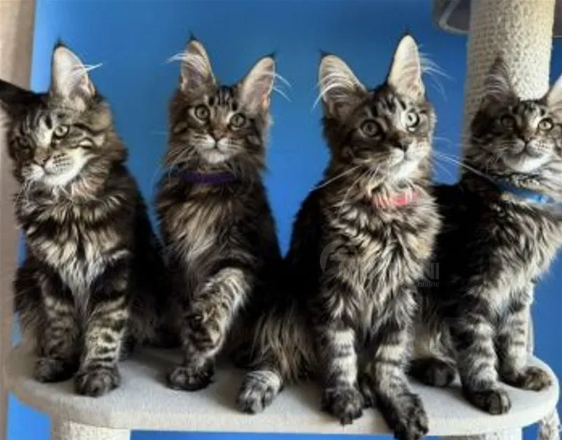 Მეინ-კუნის კნუტები თბილისი - photo 1