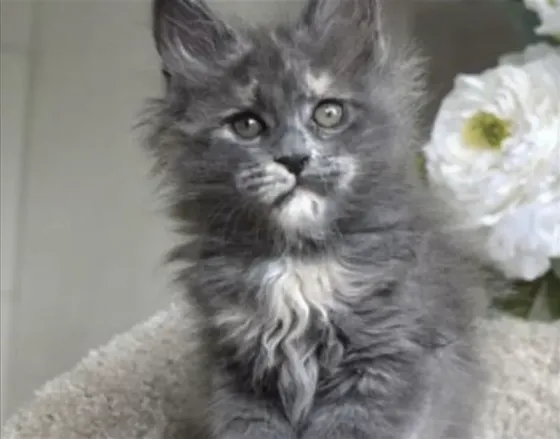 We offer the most beautiful Maine Coon kitten. Tbilisi