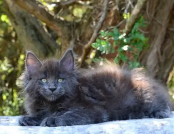 We offer the most beautiful Maine Coon kitten. Tbilisi