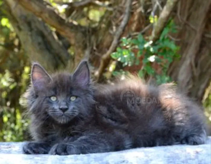 Გთავაზობთ უმშვენიერეს მეინ-კუნის კნუტს თბილისი - photo 1