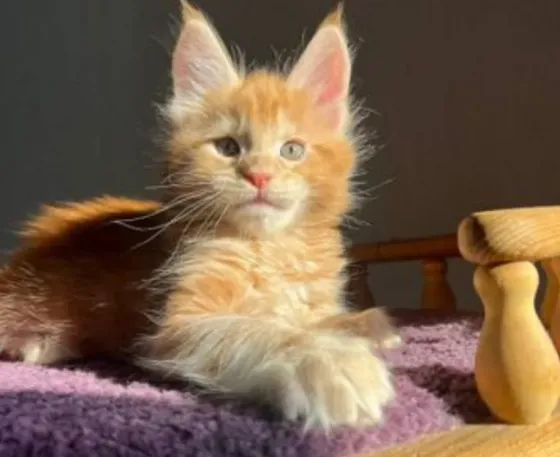 Maine Coon kittens of various ages and colors for sale. Tbilisi