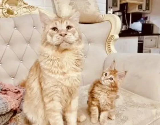 Maine Coon kittens of various ages and colors for sale. Tbilisi