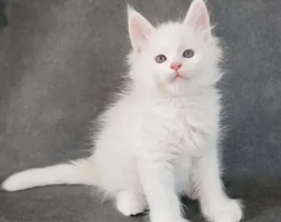 Maine Coon kitten Tbilisi