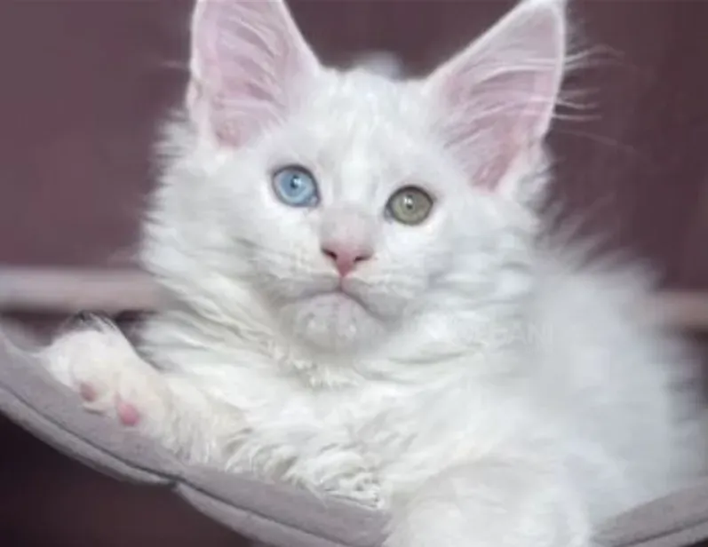 Მეინ-კუნის კნუტი თბილისი - photo 1