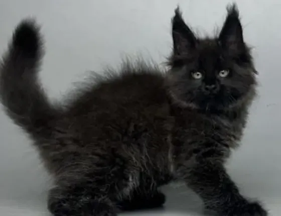 Male Maine Coon kitten Tbilisi