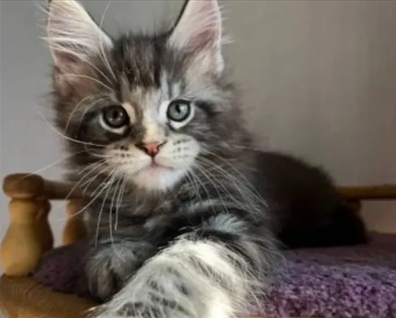 Maine Coon kitten, male Tbilisi