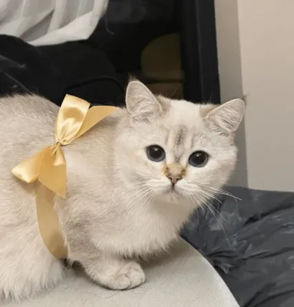 British Shorthair Tbilisi