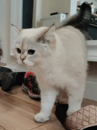 British Shorthair Tbilisi