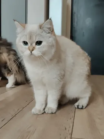 British Shorthair Tbilisi