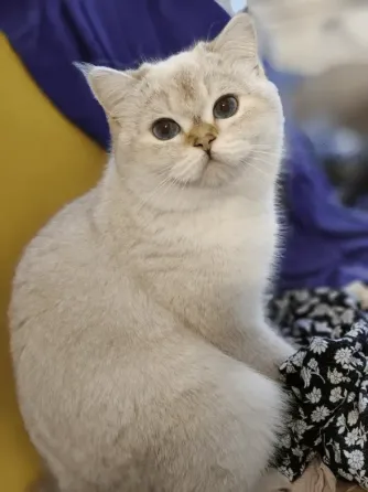 British Shorthair Tbilisi
