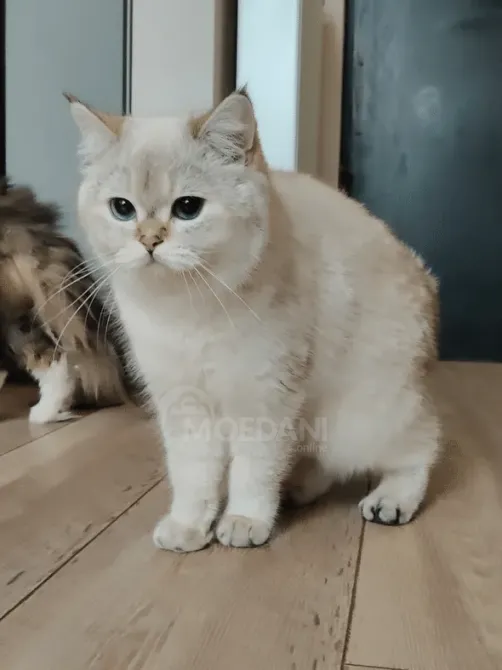 Ბრიტანული მოკლებეწვიანი თბილისი - photo 4