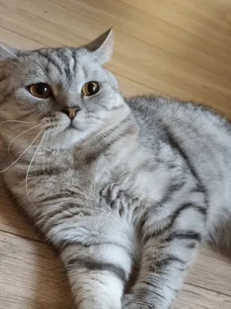 British Shorthair (male) Tbilisi