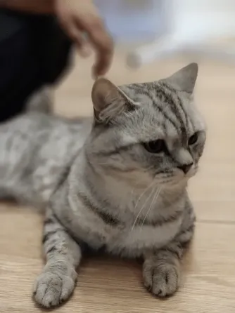 British Shorthair (male) Tbilisi