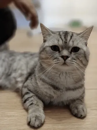 British Shorthair (male) Tbilisi