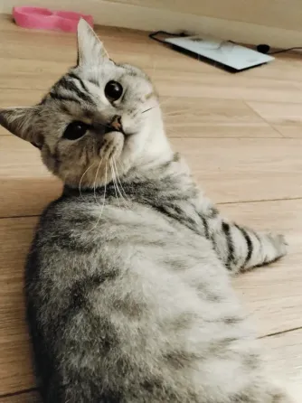 British Shorthair (male) Tbilisi