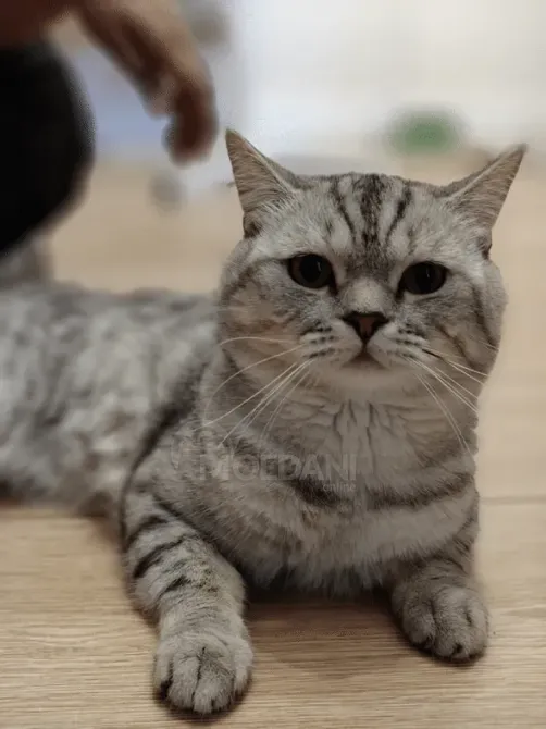 Британская короткошерстная (самец) Тбилиси - изображение 1