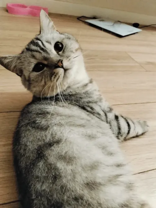 Британская короткошерстная (самец) Тбилиси - изображение 4