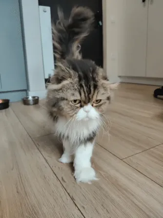 Scottish Fold Tbilisi