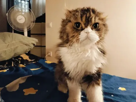 Scottish Fold Tbilisi