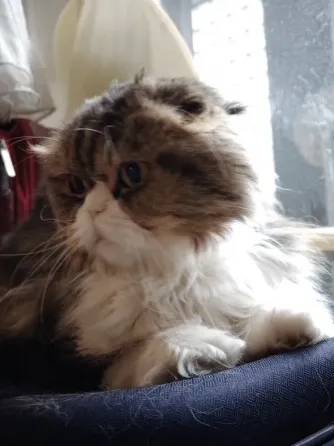 Scottish Fold Tbilisi