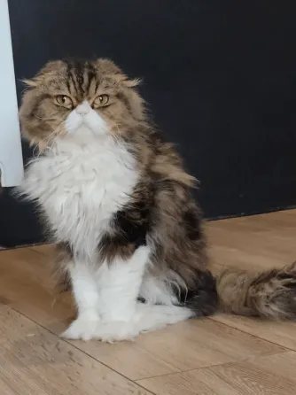 Scottish Fold Tbilisi