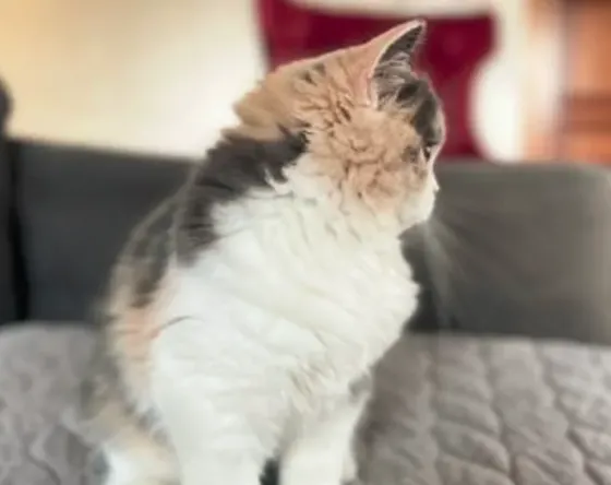 Scottish Fold cat Tbilisi