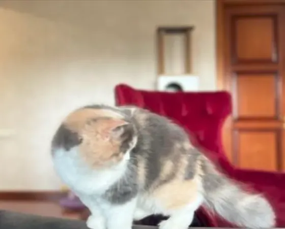 Scottish Fold cat Tbilisi