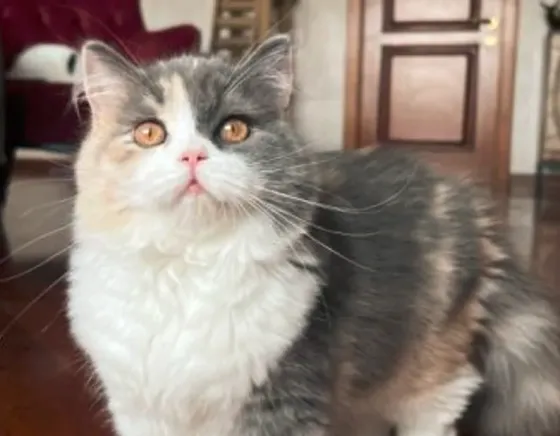 Scottish Fold cat Tbilisi