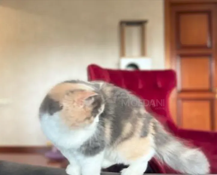 Шотландская вислоухая кошка Тбилиси - изображение 2