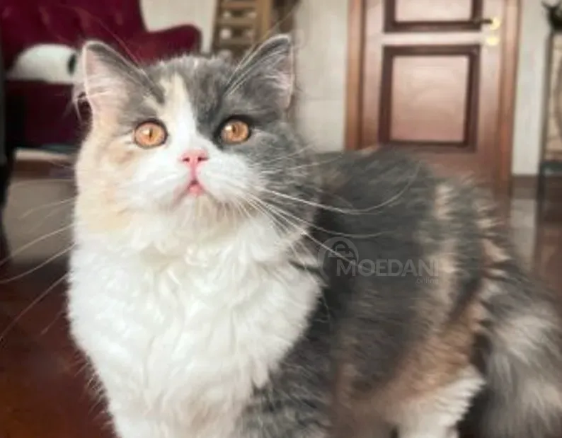 Шотландская вислоухая кошка Тбилиси - изображение 1