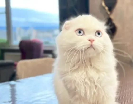 Scottish Fold Tbilisi