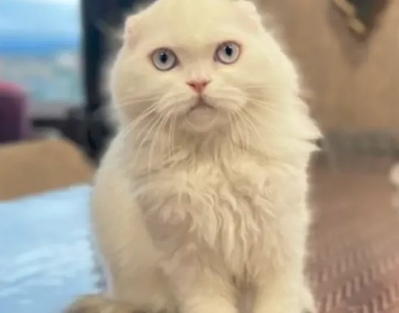 Scottish Fold Tbilisi