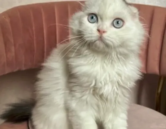 Scottish Fold Tbilisi