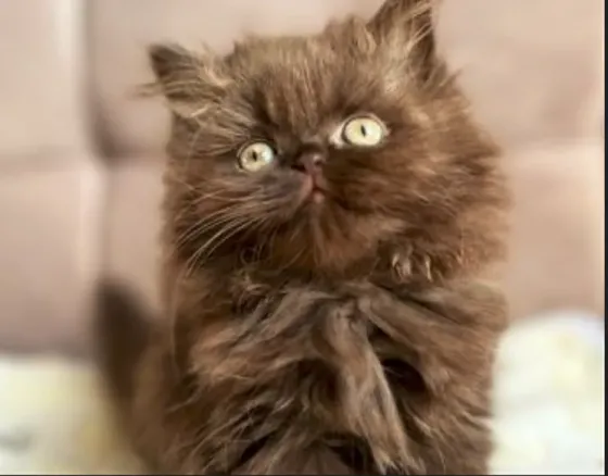 Scottish Fold and Straight Tbilisi