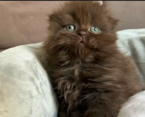 Scottish Fold and Straight Tbilisi