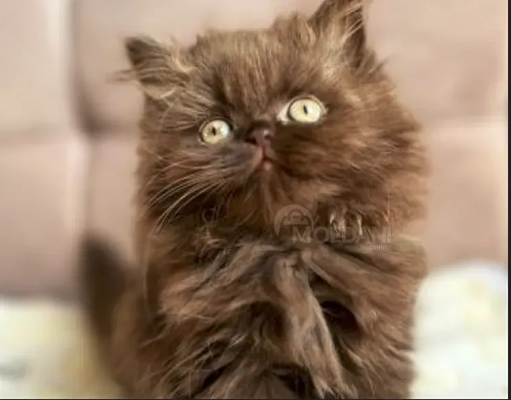 Scottish Fold and Straight Tbilisi - photo 1