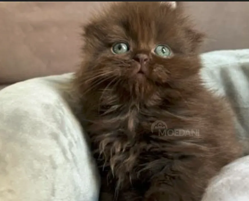 Scottish Fold and Straight Tbilisi - photo 2